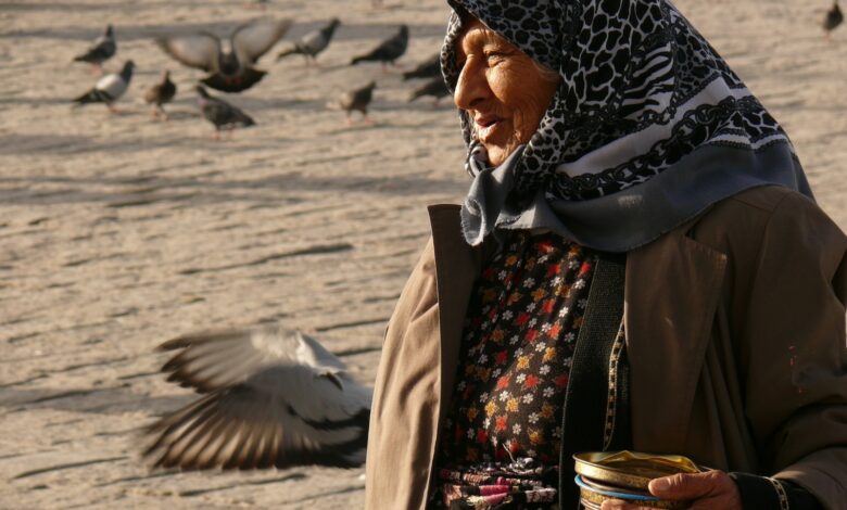 person near a group of bird close-up photography